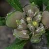 Alyssum foliosum