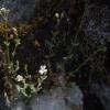 Arenaria  deflexa subsp. deflexa