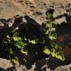 Asplenium lepidum subsp. lepidum